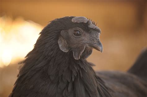 20 Crazy Chicken Facts The Pioneer Chicks