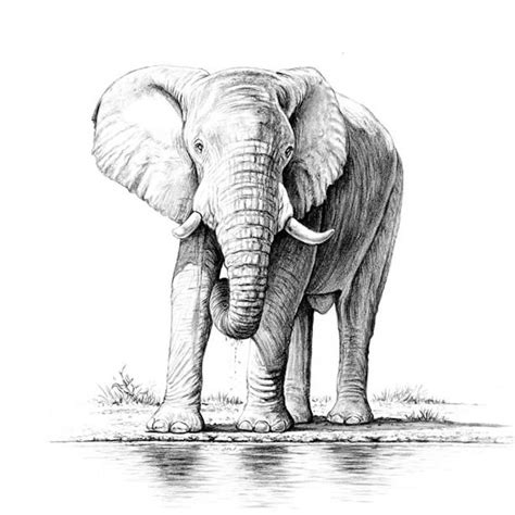 62170 Pencil Sketches Drawings African Elephants And Wildlife Pic 1