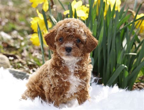 Aca Registered Miniature Poodle For Sale Millersburg Oh Female Tulip