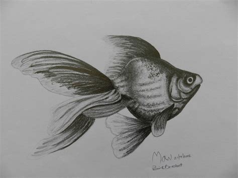 Pencil Drawing Fish Pictures Bestpencildrawing
