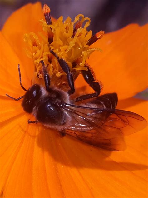 Close Shot Of A Honey Bee