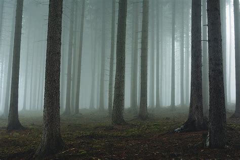 Foggy Forest Photograph By David Charouz