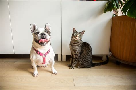10 Reasons Why Cats Make Better Pets Than Dogs