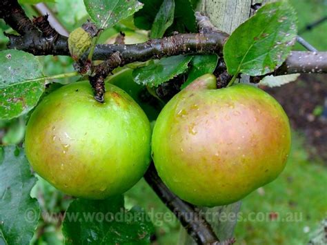 Bramleys Seedling Semi Dwarfing Woodbridge Fruit Trees