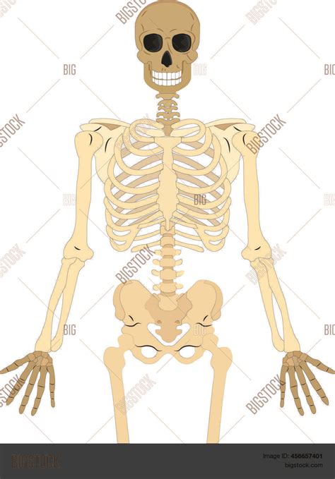 Skeletal Human Bones Vector And Photo Free Trial Bigstock