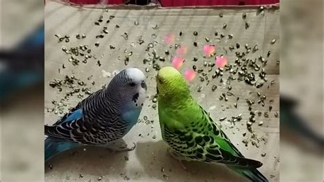 Budgie Talking To His Partnerbudgie Sound Youtube
