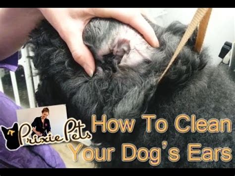 Things like rubber gloves, squeegees, and your vacuum cleaner will make the job easier. Dog Ears - The Best Way to Clean and Remove Hair - YouTube