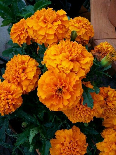 Orange aesthetic nature aesthetic flower aesthetic beautiful world beautiful places landscape photography nature photography wild flowers exotic flowers. Pin oleh Flowers In Heart di Marigold | Bunga, Fotografi