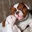 Funny American Bulldog Puppy With Mo  High Quality Animal Stock Photos