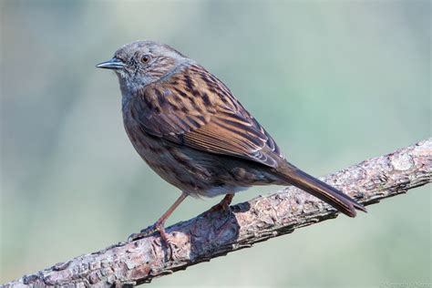 Dunnock By Kenneth Okeefe Birdguides