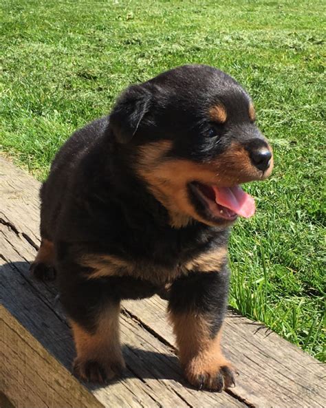 Rottweiler Puppies For Sale | Pennsylvania 18, PA #198569