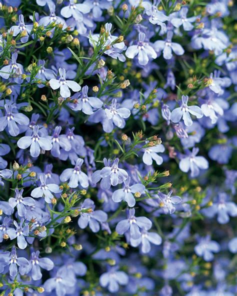 Lobelia Cambridge Blue Azul Verdadeiro Sementes Flor Mudas R 1895