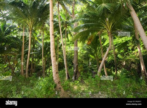 Palm Forest On A Secluded Tropical Island In The Bacuit