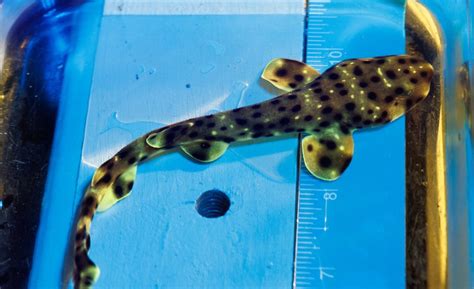 Happy Shark Week Baby Tennessee Aquarium Hatches Swell Shark A Species That Glows In The