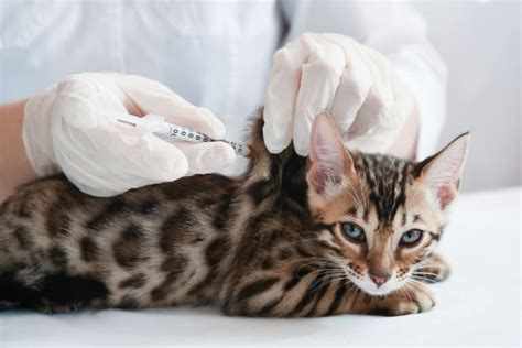 Essential Cat Vaccinations Moreno Valley Vet