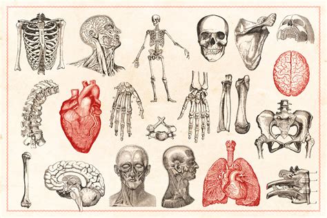 Infografia Cuerpo Humano Anatomia Y Fisiologia Humana