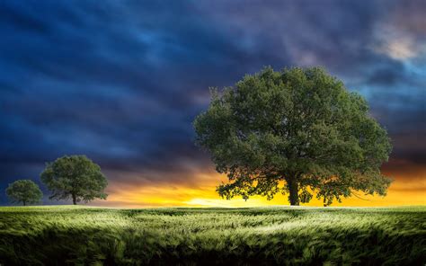 Sunset Field Trees Landscape Clouds Wheeat Grass Wallpapers Hd