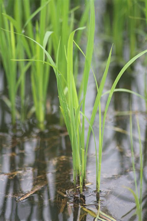 Department of statistics malaysia official portal. Increasing rice production on acidic soils in Malaysia