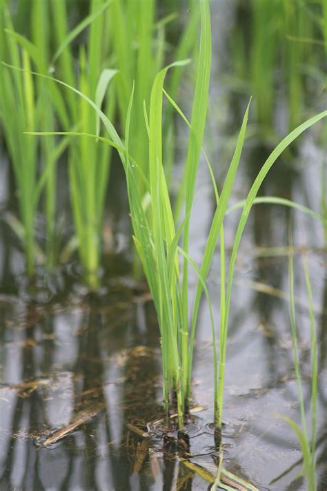 As the results, the grain yields of rice are expected to decrease. Increasing rice production on acidic soils in Malaysia