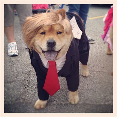 Donald Trump Dog Best Halloween Pet Costumes 2015 Askmen