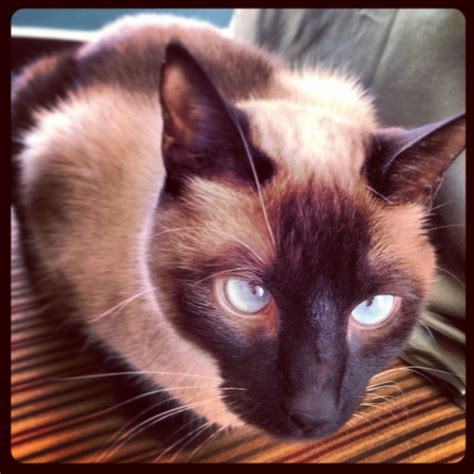 Things About Siamese Cats You Should Know