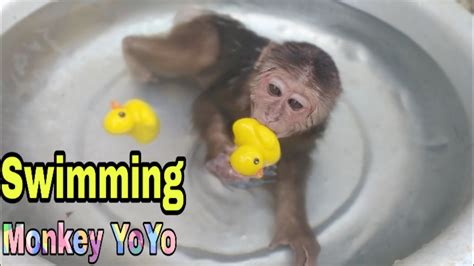 Follow the below processes to learn how do you bathe a baby in the sink. Monkey Baby Yoyo swimming | Baby Monkey Bathing is very ...