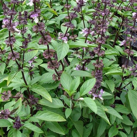 Thai Basil 500 Seeds Purple Basil Asian Basil Heirloom Non Etsy