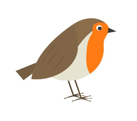 Robins Birds Cartoon Illustrations Royalty Free Vector Graphics And Clip