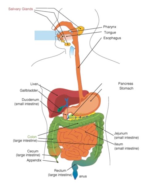 Digestive System ‹ Opencurriculum