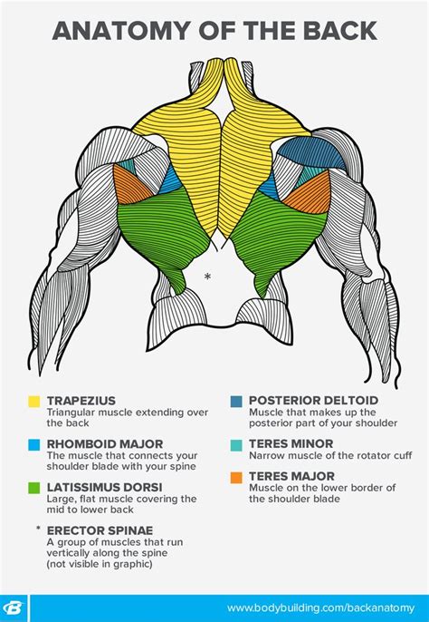 The back anatomy includes some of the most massive and functionally important muscles in the this muscle is located on the upper portion of the back anatomy, underneath the trapezius. Back Workouts for Women: 4 Ways to Build Your Back by Design! | Bodybuilding.com