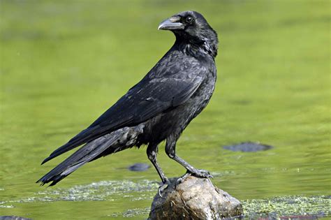 The Meaning And Symbolism Of The Word Crow