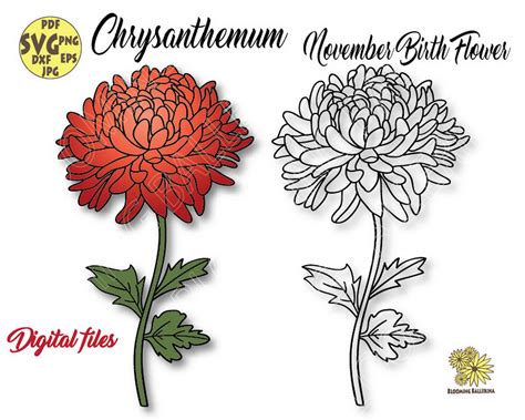 Chrysanthemum Flower Svg File November Birth Flower Svg Etsy