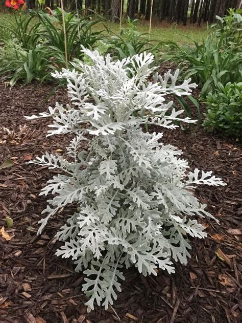 Photo Of The Entire Plant Of Dusty Miller Jacobaea Maritima Silver
