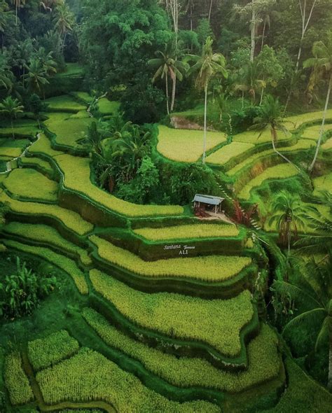 Rice Fields In Ubud Bali M Indonesia Bali Travel Photography Bali Indonesia Tour Bali Travel