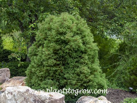 Heatherbun Atlantic White Cedar Chamaecyparis Thyoides Plants To