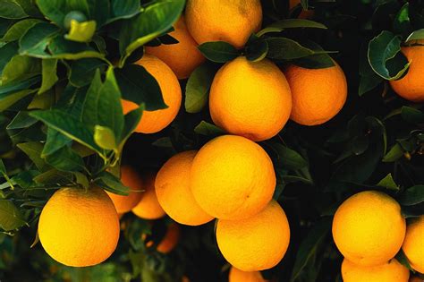 Oranges Growing On Tree Chapp Inc And Citrus Insurance Services Inc