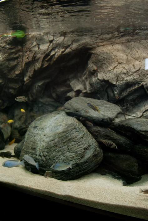 We did not find results for: Pin by Joseph Anatalio on Aquarium | Aquarium fish, Aquarium backgrounds, Malawi tanks