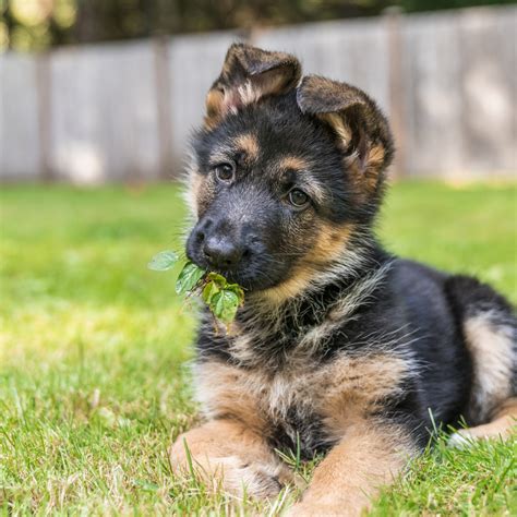 How To Train A German Shepherd Puppy Timeline Weeks To Years Atelier