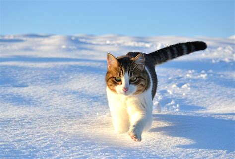 Cute Winter Cats Wallpapers Wallpaper Cave