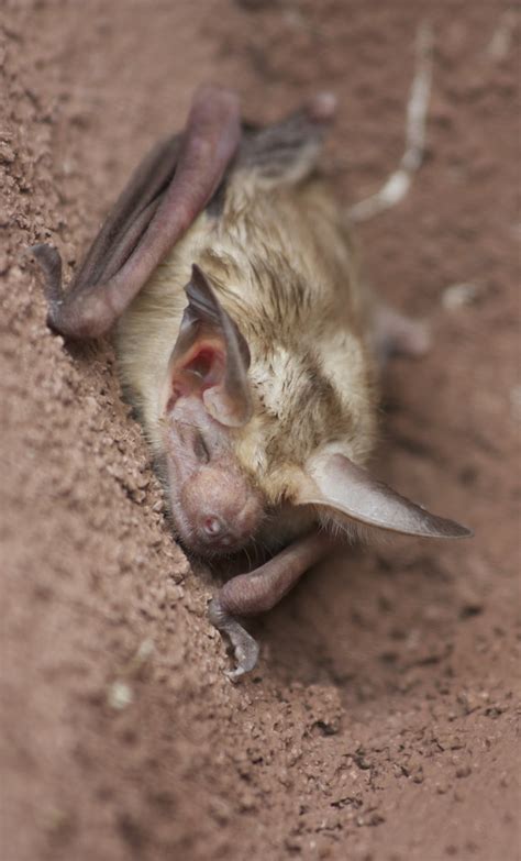 Pallid Bat Antrozous Pallidus At San Luis Obispo Botanic Flickr
