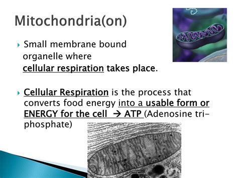 Ppt Aim How Do Organelles Impact A Cells Activity Powerpoint