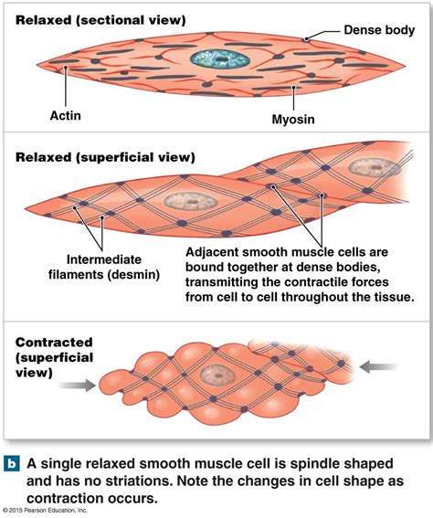 Anatomy Of The Smooth Muscle