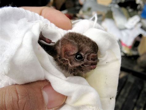 Hairy Legged Vampire Bats Were Caught Feeding On Human Blood For The