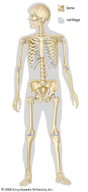 Human Skeleton Parts Functions Diagram And Facts Britannica