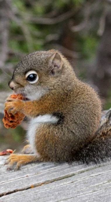 What Do Squirrels Like To Eat Eat Squirrels Cute Animals Baby