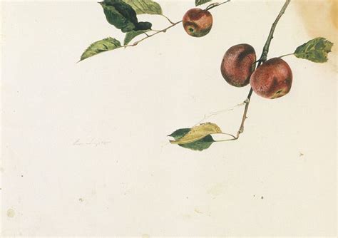 Andrew Wyeth Apple Study Before Picking Andrew Wyeth Paintings