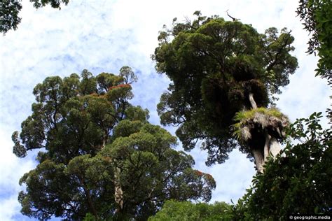 Rata Trees In The Tararua Range Geographic Media