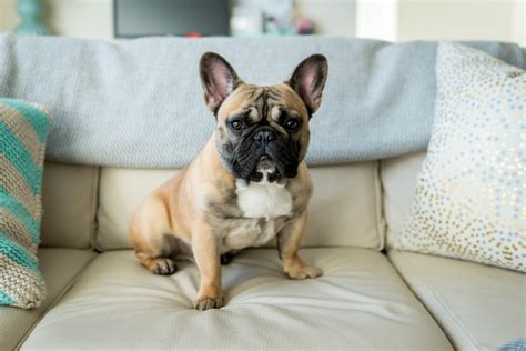 French Bulldog Great Pet Care