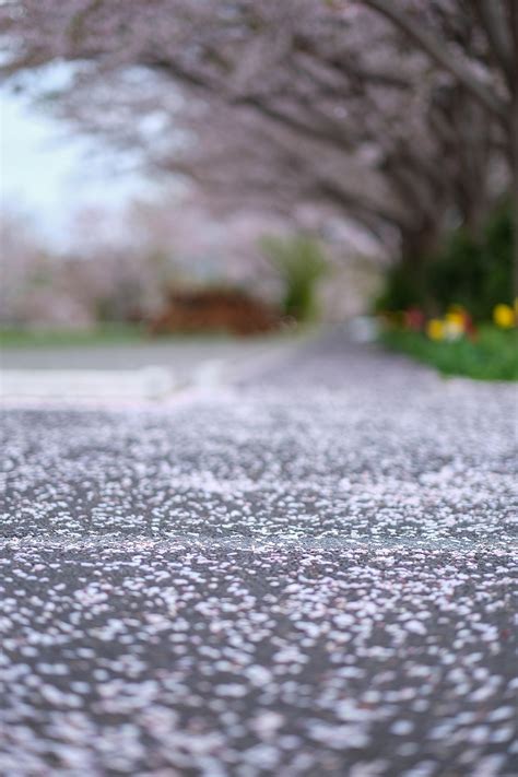 Cherry Blossom Petals Japan Sakura Free Photo On Pixabay Pixabay