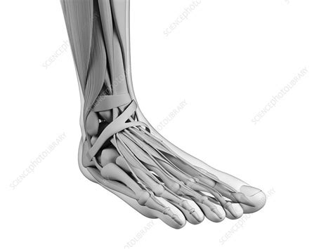 Human Foot Anatomy Illustration Stock Image F0107417 Science
